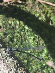 Argia modesta