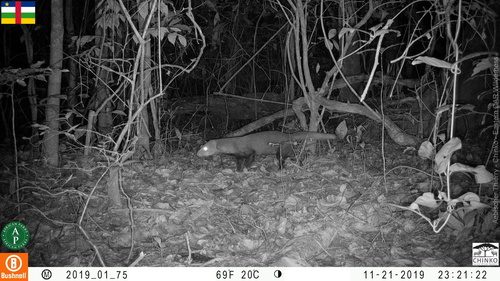 Black-legged Mongoose (Bdeogale nigripes) — Least Concern Mammalia