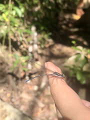Argia modesta