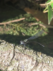 Argia modesta