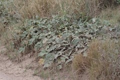 Platycarpha glomerata