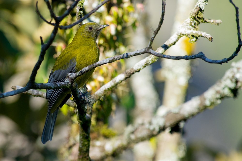 Gray-winged Cotinga photo