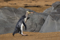 Yellow-Eyed Penguin photo 3