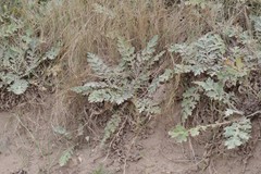 Platycarpha glomerata