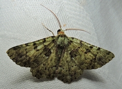 Aeolochroma hypochromaria