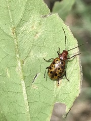 Isotes multipunctata