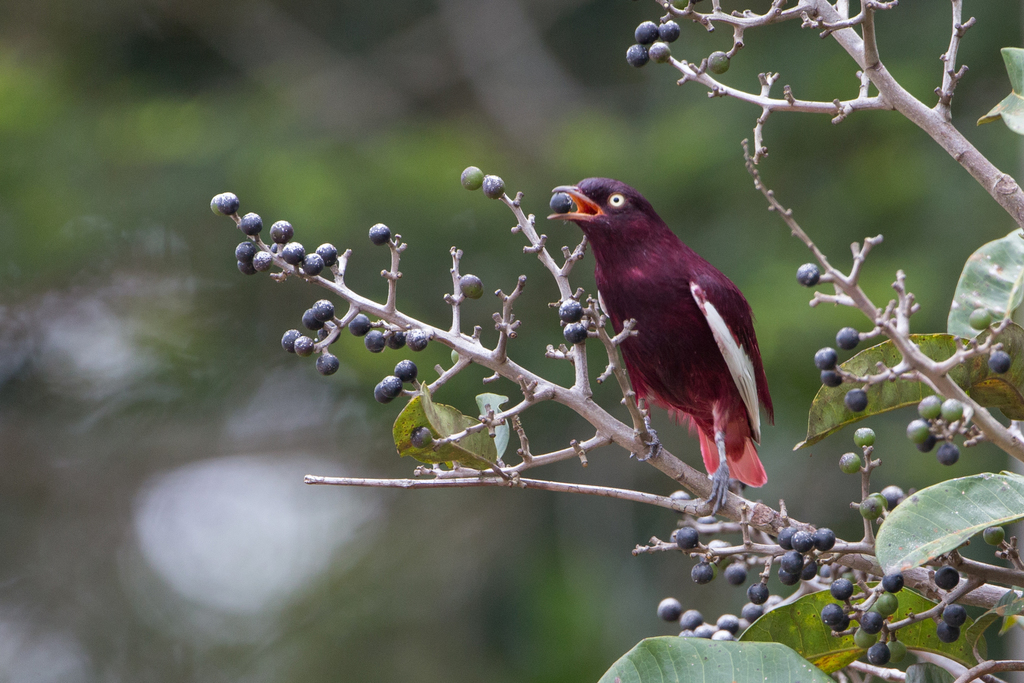 Pompadour Cotinga photo