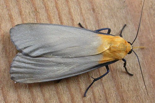 Four-spotted Footman