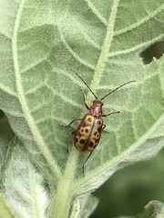 Isotes multipunctata