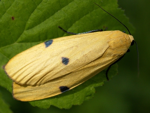 Four-spotted Footman