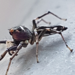 Cosmophasis baehrae