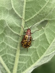 Isotes multipunctata