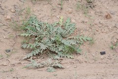 Platycarpha glomerata