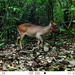 White-bellied Duiker - Photo (c) thierryachinkoproject, some rights reserved (CC BY-NC), uploaded by thierryachinkoproject