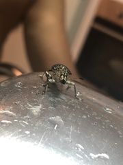 Cydianerus latruncularius