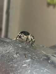 Cydianerus latruncularius