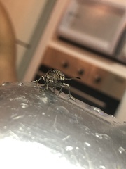 Cydianerus latruncularius