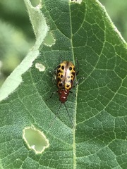 Isotes multipunctata