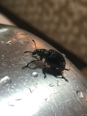 Cydianerus latruncularius