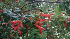 Salvia regla