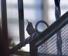 Cynanthus latirostris