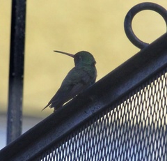 Cynanthus latirostris