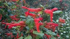Salvia regla
