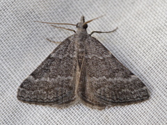 Dichromodes indicataria