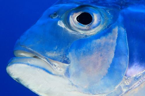 African Pompano