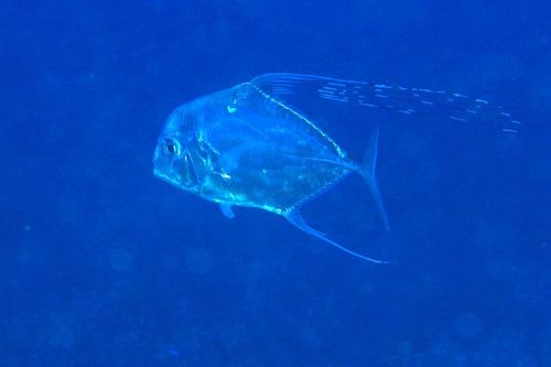 African Pompano