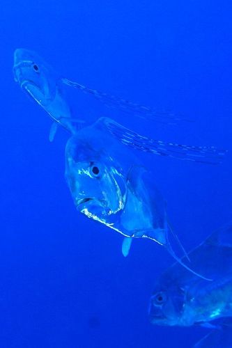African Pompano