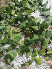 Vitis peninsularis