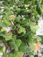 Vitis peninsularis