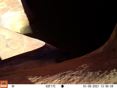 Aphelocoma woodhouseii