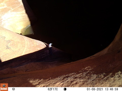 Aphelocoma woodhouseii