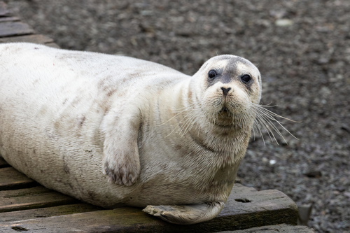 Bearded Seal (Erignathus barbatus)