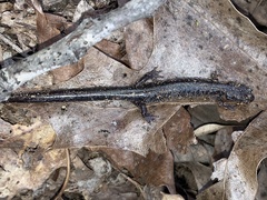 Plethodon jacksoni
