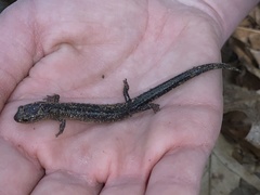 Plethodon jacksoni