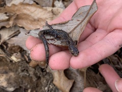 Plethodon jacksoni