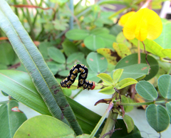 Melanchroia chephise