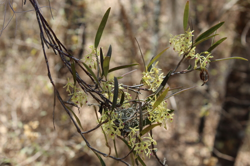 Epidendrum lignosum Lex. 3