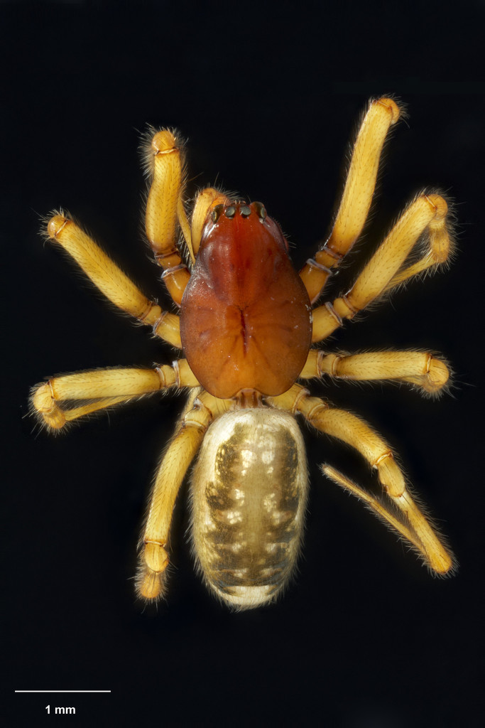Haplinis subtilis