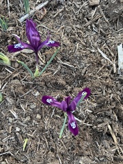 Iris reticulata
