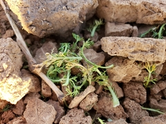 Matricaria discoidea