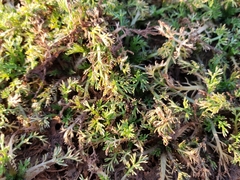 Matricaria discoidea