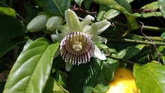 Passiflora nigradenia