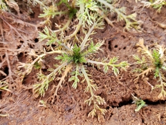 Matricaria discoidea