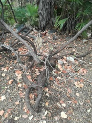 Vitis peninsularis