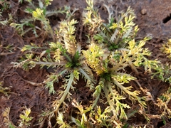 Matricaria discoidea