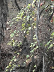 Vitis peninsularis